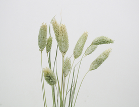 花艺插花花卉图片