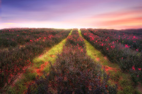 薰衣草田园图片