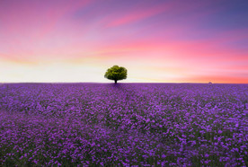 薰衣草田园图片