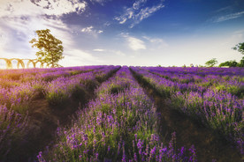 薰衣草田园图片