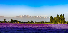 薰衣草田园图片