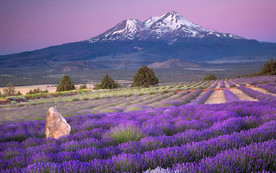 薰衣草田园图片