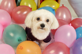 气球热气球图片