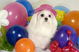 气球热气球图片