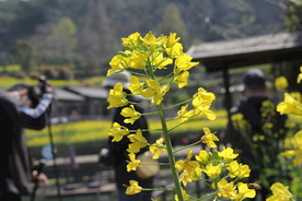 春季油菜花