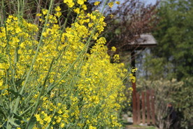 唯美油菜花图片