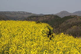 山上油菜花田