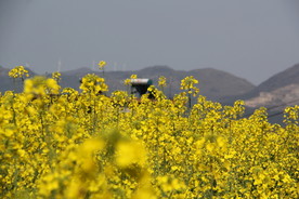 油菜花图片