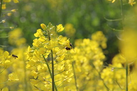 春季油菜花蜜蜂