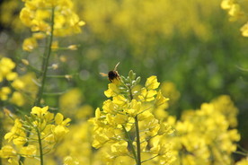 蜜蜂采花蜜油菜花