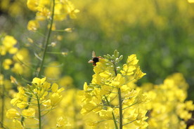 黄色油菜花蜜蜂采蜜
