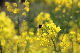 蜜蜂采蜜油菜花