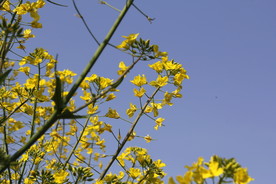 春节黄色油菜花