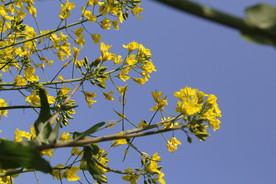 黄色油菜花