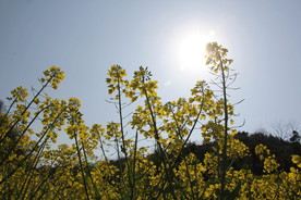 油菜花图片