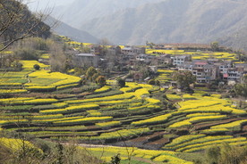 春节油菜花梯田