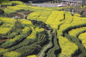 油菜花梯田