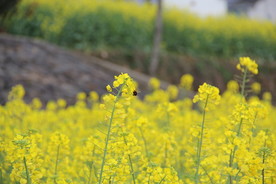 唯美油菜花图片