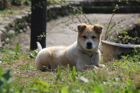 趴在地上的注视着的小狗