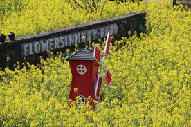 油菜花里的小风车