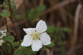 路边野花小白花