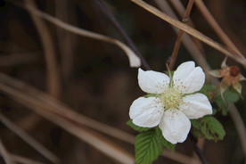 路边野花小白花图片