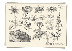 16款入花卉素描图