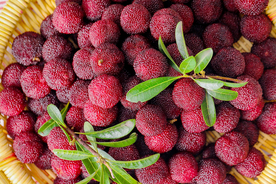 杨梅梅子杨梅树图片