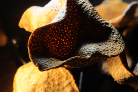 花椒桂皮陈皮茴香调料