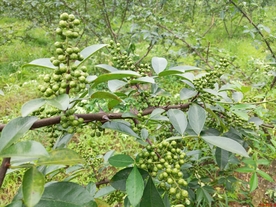 花椒桂皮陈皮茴香调料