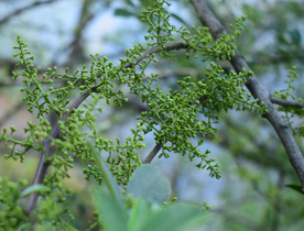 花椒桂皮陈皮茴香调料
