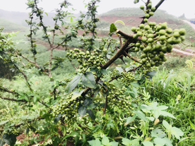 花椒桂皮陈皮茴香调料