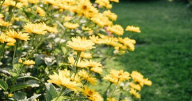 小清新唯美自然花朵