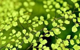 小清新唯美自然花朵