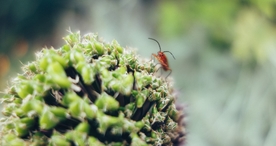 小清新唯美自然花朵