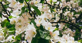 小清新唯美自然花朵