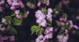 小清新唯美自然花朵