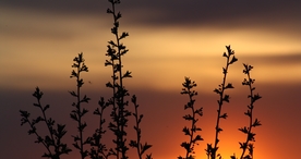 小清新唯美自然花朵