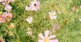 小清新唯美自然花朵