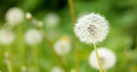 蒲公英图片