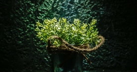 花艺插花花卉图片