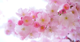 小清新唯美自然花朵