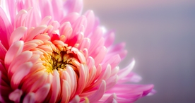 小清新唯美自然花朵