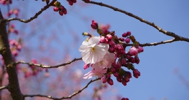 小清新唯美自然花朵