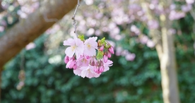 小清新唯美自然花朵