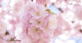 小清新唯美自然花朵