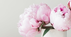 小清新唯美自然花朵