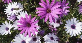 小清新唯美自然花朵