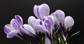 小清新唯美自然花朵