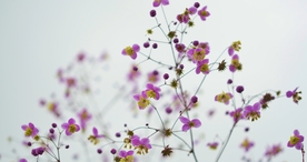 小清新唯美自然花朵